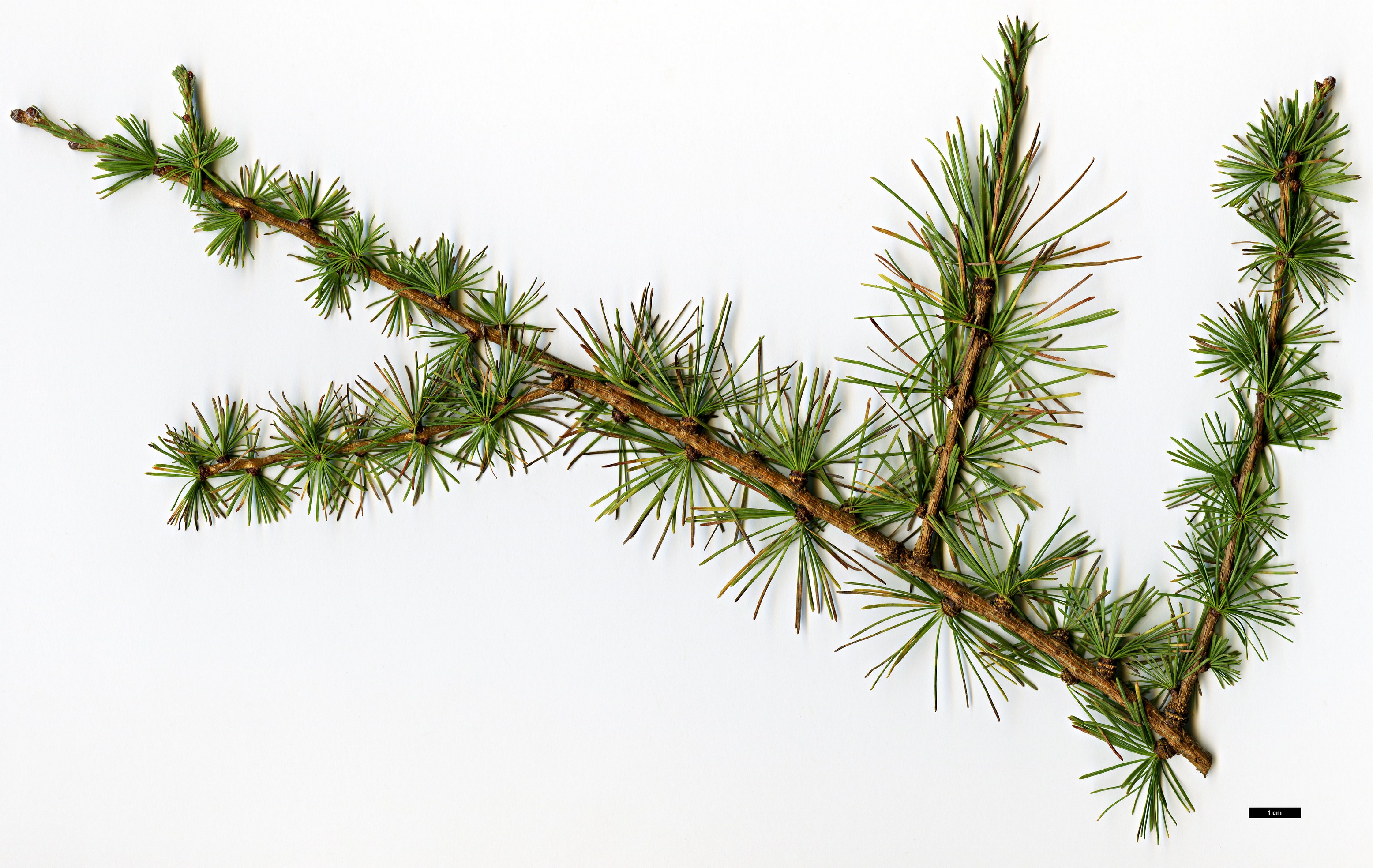 High resolution image: Family: Pinaceae - Genus: Larix - Taxon: gmelinii - SpeciesSub: var. principis-rupprechtii